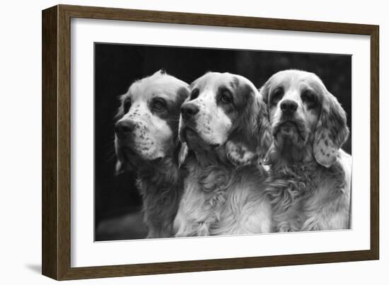 Clumber Spaniels-Thomas Fall-Framed Photographic Print