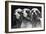 Clumber Spaniels-Thomas Fall-Framed Photographic Print