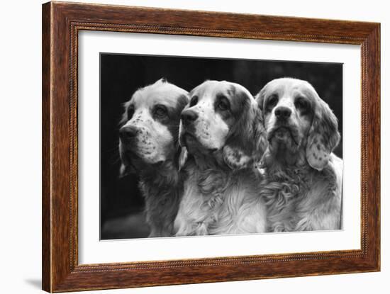 Clumber Spaniels-Thomas Fall-Framed Photographic Print