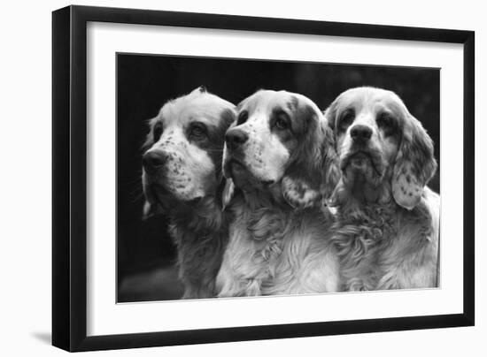 Clumber Spaniels-Thomas Fall-Framed Photographic Print