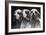 Clumber Spaniels-Thomas Fall-Framed Photographic Print