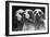 Clumber Spaniels-Thomas Fall-Framed Photographic Print