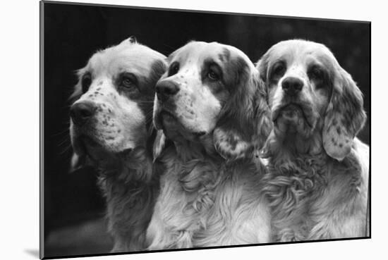 Clumber Spaniels-Thomas Fall-Mounted Photographic Print