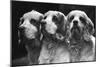 Clumber Spaniels-Thomas Fall-Mounted Photographic Print