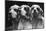 Clumber Spaniels-Thomas Fall-Mounted Photographic Print