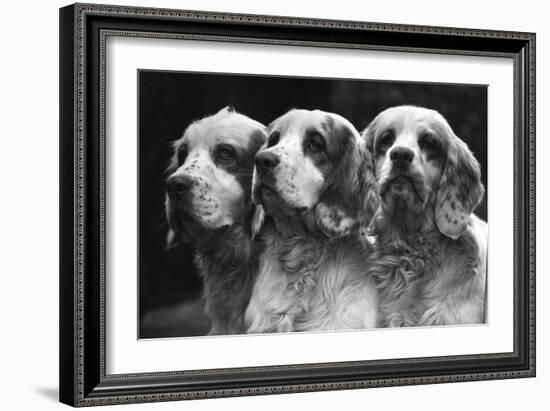 Clumber Spaniels-Thomas Fall-Framed Photographic Print