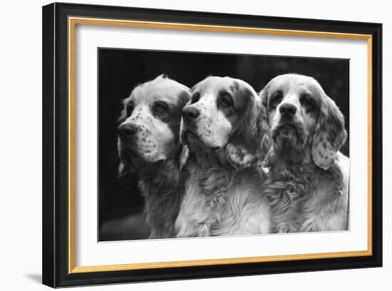 Clumber Spaniels-Thomas Fall-Framed Photographic Print