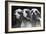 Clumber Spaniels-Thomas Fall-Framed Photographic Print