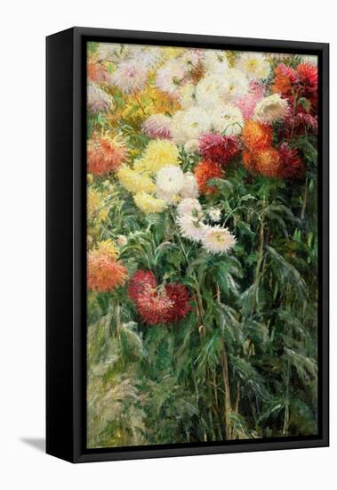 Clump of Chrysanthemums, Garden at Petit Gennevilliers, 1893-Gustave Caillebotte-Framed Premier Image Canvas
