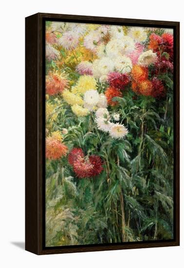 Clump of Chrysanthemums, Garden at Petit Gennevilliers, 1893-Gustave Caillebotte-Framed Premier Image Canvas