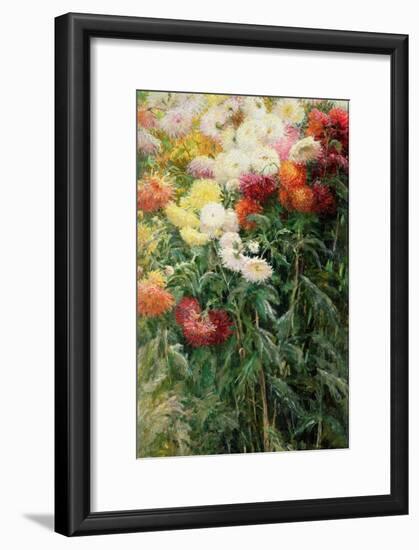 Clump of Chrysanthemums, Garden at Petit Gennevilliers, 1893-Gustave Caillebotte-Framed Giclee Print