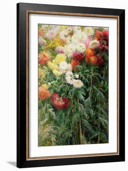 Clump of Chrysanthemums, Garden at Petit Gennevilliers, 1893-Gustave Caillebotte-Framed Giclee Print