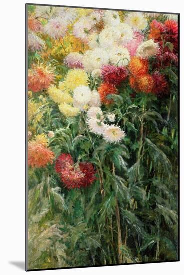 Clump of Chrysanthemums, Garden at Petit Gennevilliers, 1893-Gustave Caillebotte-Mounted Giclee Print