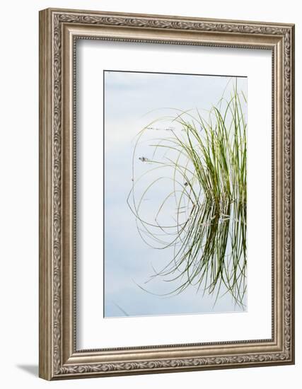 Clump of Grass Reflected on Red Jack Lake, Hiawatha National Forest, Upper Peninsula of Michigan-Adam Jones-Framed Photographic Print