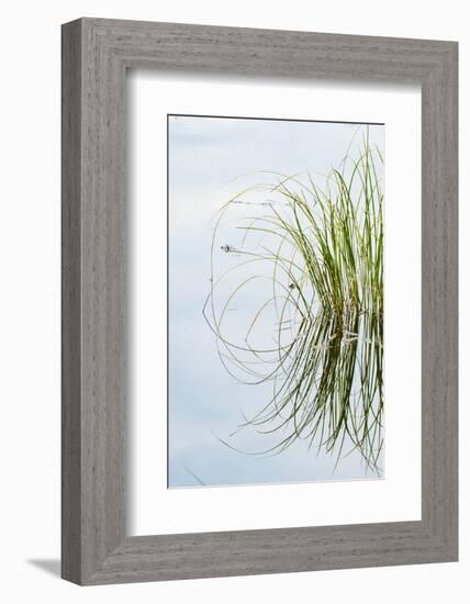 Clump of Grass Reflected on Red Jack Lake, Hiawatha National Forest, Upper Peninsula of Michigan-Adam Jones-Framed Photographic Print