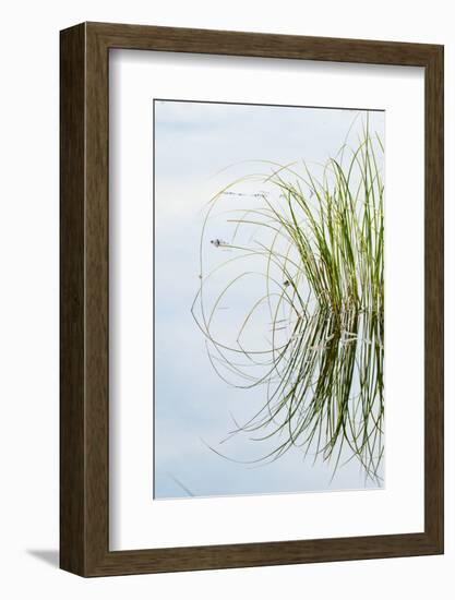 Clump of Grass Reflected on Red Jack Lake, Hiawatha National Forest, Upper Peninsula of Michigan-Adam Jones-Framed Photographic Print