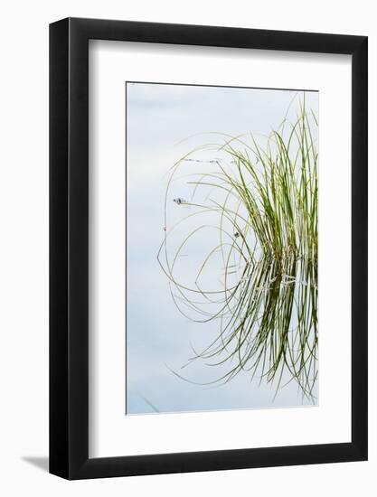 Clump of Grass Reflected on Red Jack Lake, Hiawatha National Forest, Upper Peninsula of Michigan-Adam Jones-Framed Photographic Print