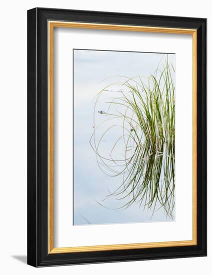 Clump of Grass Reflected on Red Jack Lake, Hiawatha National Forest, Upper Peninsula of Michigan-Adam Jones-Framed Photographic Print