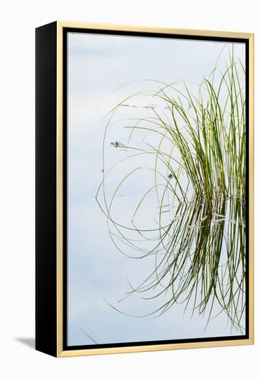 Clump of Grass Reflected on Red Jack Lake, Hiawatha National Forest, Upper Peninsula of Michigan-Adam Jones-Framed Premier Image Canvas