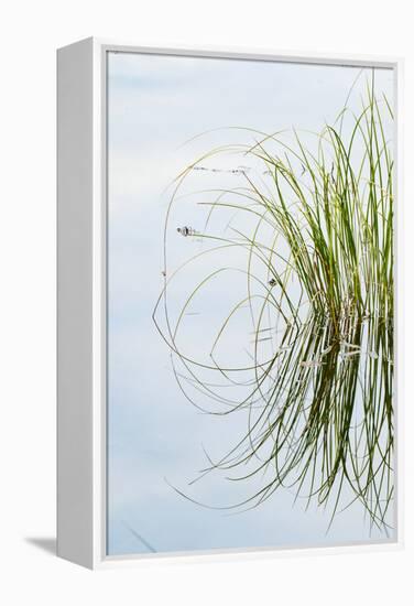 Clump of Grass Reflected on Red Jack Lake, Hiawatha National Forest, Upper Peninsula of Michigan-Adam Jones-Framed Premier Image Canvas