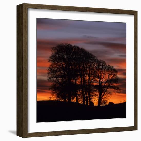 Clump of Trees at Sunrise, Avebury, Wiltshire, England, United Kingdom, Europe-Stuart Black-Framed Photographic Print