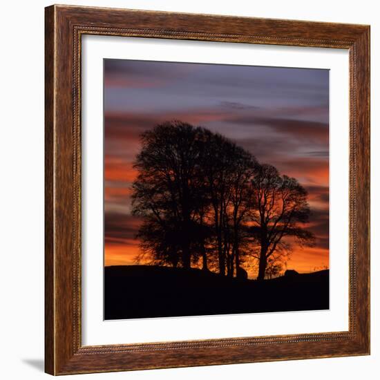 Clump of Trees at Sunrise, Avebury, Wiltshire, England, United Kingdom, Europe-Stuart Black-Framed Photographic Print