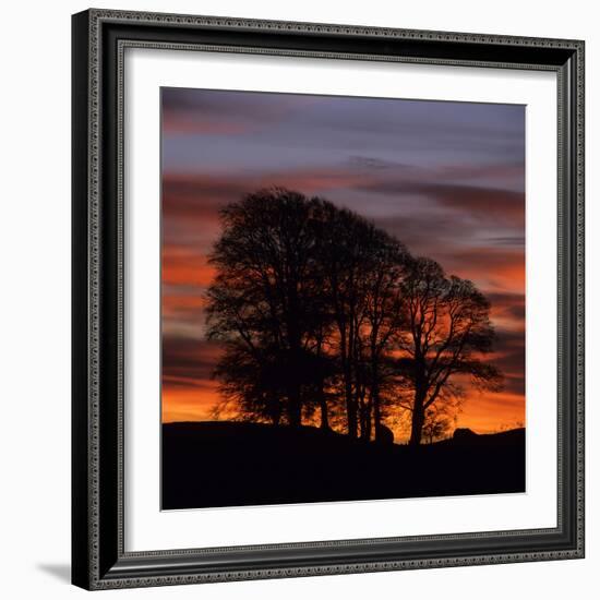 Clump of Trees at Sunrise, Avebury, Wiltshire, England, United Kingdom, Europe-Stuart Black-Framed Photographic Print