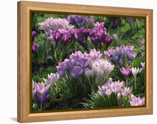 Clumps of Mauve Crocus Flowers in Spring-Michael Busselle-Framed Premier Image Canvas