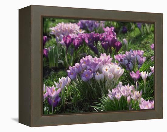 Clumps of Mauve Crocus Flowers in Spring-Michael Busselle-Framed Premier Image Canvas