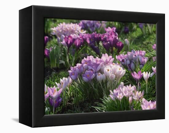 Clumps of Mauve Crocus Flowers in Spring-Michael Busselle-Framed Premier Image Canvas