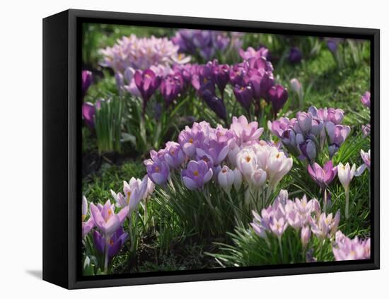 Clumps of Mauve Crocus Flowers in Spring-Michael Busselle-Framed Premier Image Canvas