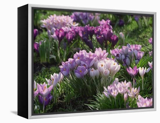 Clumps of Mauve Crocus Flowers in Spring-Michael Busselle-Framed Premier Image Canvas