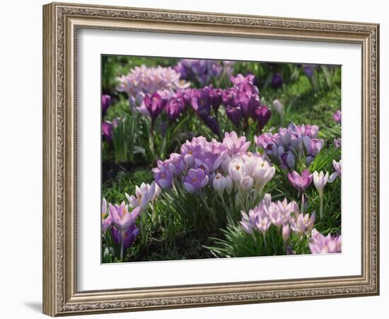 Clumps of Mauve Crocus Flowers in Spring-Michael Busselle-Framed Photographic Print