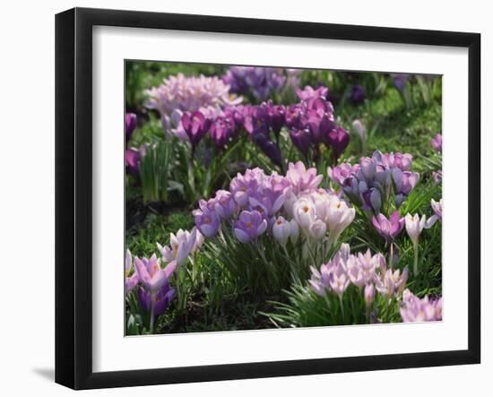 Clumps of Mauve Crocus Flowers in Spring-Michael Busselle-Framed Photographic Print