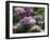 Clumps of Mauve Crocus Flowers in Spring-Michael Busselle-Framed Photographic Print