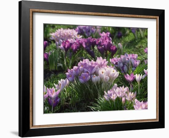 Clumps of Mauve Crocus Flowers in Spring-Michael Busselle-Framed Photographic Print