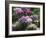 Clumps of Mauve Crocus Flowers in Spring-Michael Busselle-Framed Photographic Print