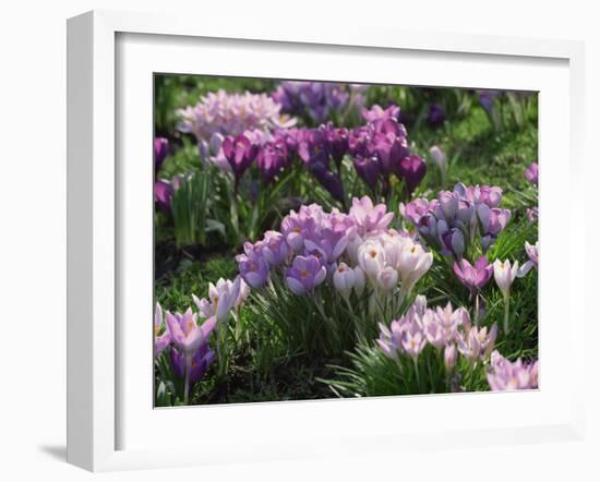 Clumps of Mauve Crocus Flowers in Spring-Michael Busselle-Framed Photographic Print