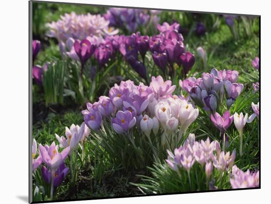 Clumps of Mauve Crocus Flowers in Spring-Michael Busselle-Mounted Photographic Print