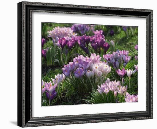 Clumps of Mauve Crocus Flowers in Spring-Michael Busselle-Framed Photographic Print