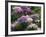 Clumps of Mauve Crocus Flowers in Spring-Michael Busselle-Framed Photographic Print