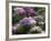 Clumps of Mauve Crocus Flowers in Spring-Michael Busselle-Framed Photographic Print