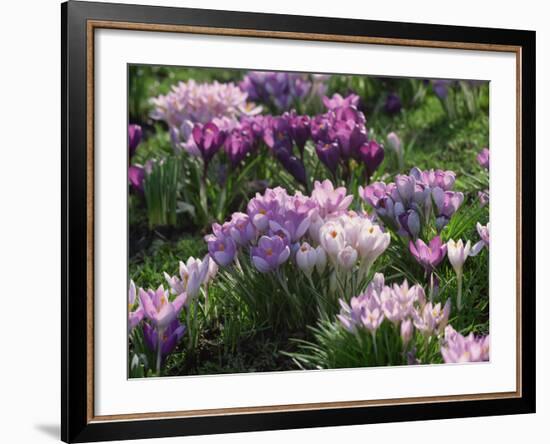 Clumps of Mauve Crocus Flowers in Spring-Michael Busselle-Framed Photographic Print