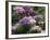 Clumps of Mauve Crocus Flowers in Spring-Michael Busselle-Framed Photographic Print