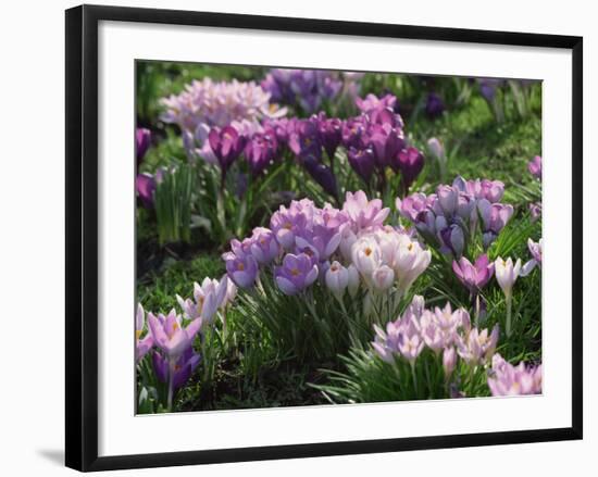 Clumps of Mauve Crocus Flowers in Spring-Michael Busselle-Framed Photographic Print