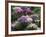 Clumps of Mauve Crocus Flowers in Spring-Michael Busselle-Framed Photographic Print