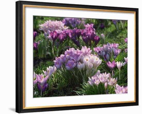 Clumps of Mauve Crocus Flowers in Spring-Michael Busselle-Framed Photographic Print
