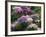 Clumps of Mauve Crocus Flowers in Spring-Michael Busselle-Framed Photographic Print