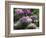 Clumps of Mauve Crocus Flowers in Spring-Michael Busselle-Framed Photographic Print