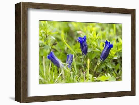 Clusius's gentian, Gentiana clusii, Hohe Tauern, Carinthia, East Tyrol, Austria-Christian Zappel-Framed Photographic Print